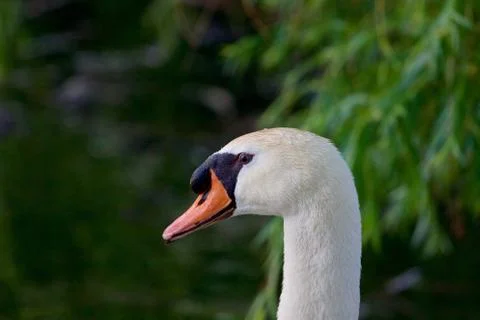 The mute swan is thinking about something Stock Photos
