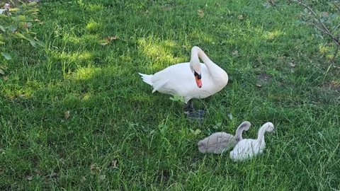 Mute Swan with Two Cygnets Gathering Leaves from Fruit Tree Vídeos de archivo 344294957