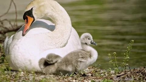 Mute Swan with Two Cygnets at River – 4K Close-Up Stock-Footage 320175846
