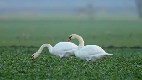 Mute Swan Walking Through Young Green Rapeseed Field While Foraging in Germ.. Stock Footage 341606942