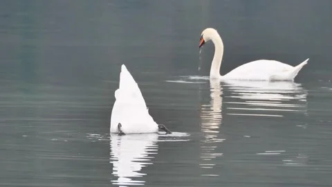 Mute swans in Adda river Stock Footage 168000955