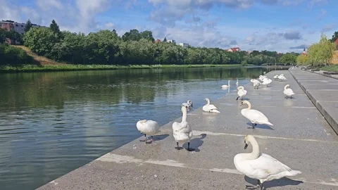 Mute Swans Along the Drava River Waterfront in Maribor Vídeos de archivo 339178311