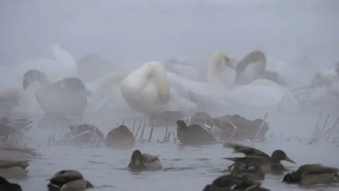 Mute swans and Mallards. On a cold winter morning. Floats in foggy water. Stock Footage 202299266