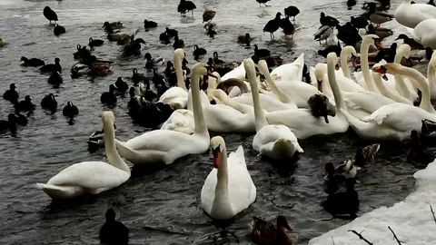 Mute swans chasing pieces of bread 스톡 동영상 72161187