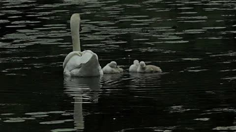 Mute swans cygnets Video stock 24789501