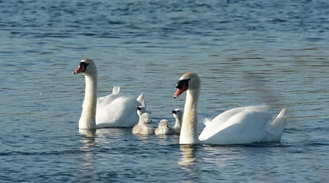 Mute Swans with cygnets. Stock Footage 59980897