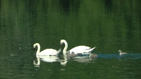 Mute swans with cygnets. Stock Footage 155495670