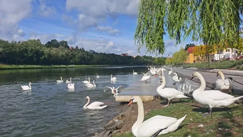 Mute Swans Displaying Territorial Behavior on the Drava River in Maribor Stock Footage 339190725