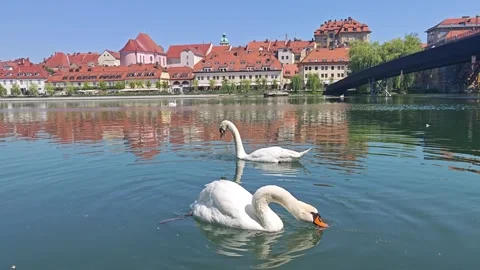 Mute Swans on the Drava River with Lent and Maribor Old Town Vídeos de archivo 341151080