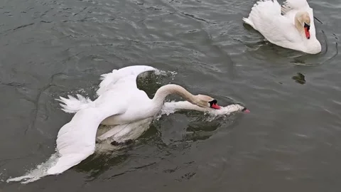 Mute Swans Fighting on Lake Surface, Territorial Wildlife Behavior Stock Footage 337230980