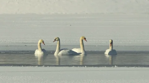 Mute Swans floating in open water during winter Vidéo 101479353