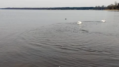 Mute swans flutter their wings in the lake. Video stock 270380612