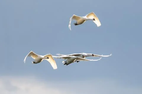 Mute Swans Flying Stock Photos