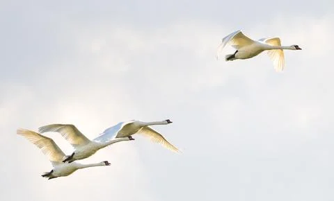 Mute Swans Flying Stock Photos