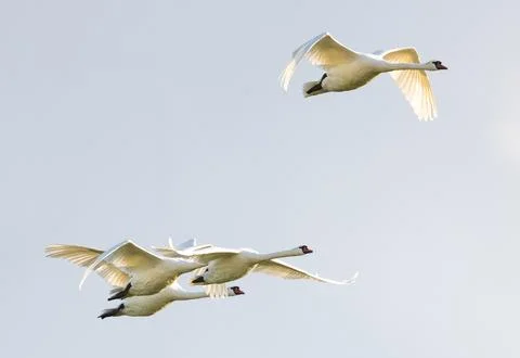 Mute Swans Flying Stock Photos