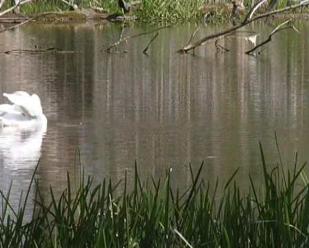 Mute Swans  Stock Footage 120895