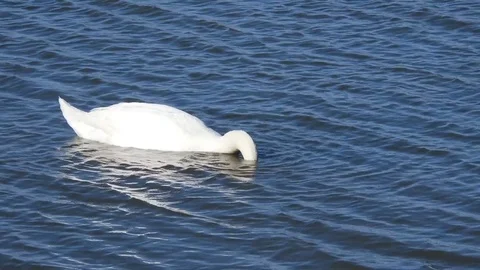 Mute Swans Stock Footage 75847239