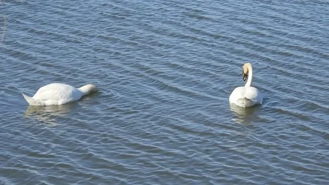Mute Swans Stock Footage 75847262