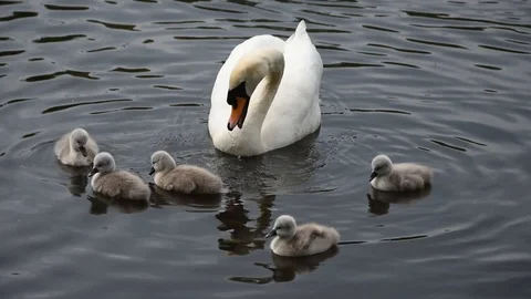 Mute swans Stock Footage 90084536