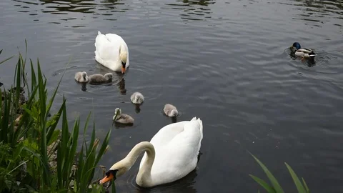 Mute swans Stock Footage 90085046