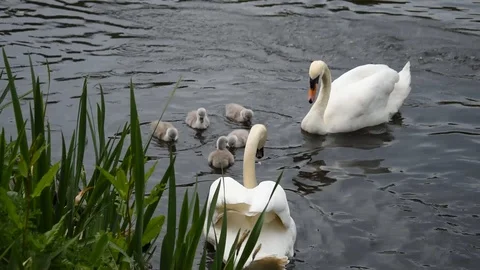 Mute swans Stock Footage 90085193