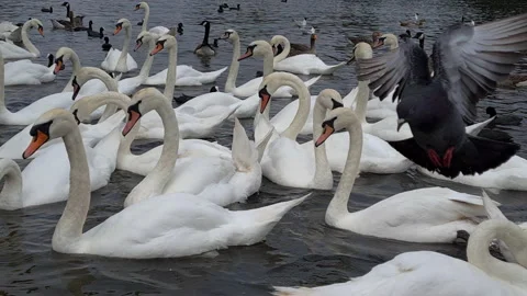 Mute swans. Stock Footage 157167165