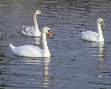 Mute swans generations Stock Photos