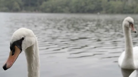 Mute swans on lake Stock Footage 71829528