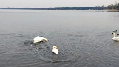 Mute swans in the lake. Stock Footage 270380651