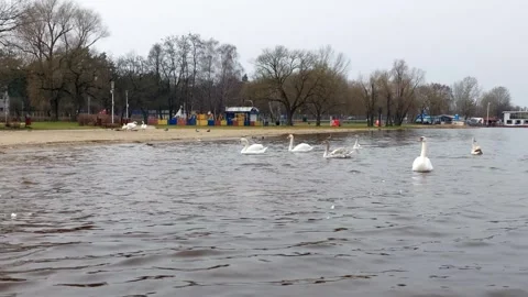 Mute swans in the lake. Stock Footage 270380745