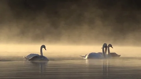 Mute Swans in the mist Stock Footage 69989778