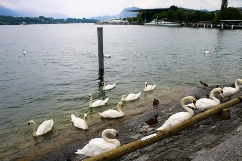 Mute Swans Stock Photos