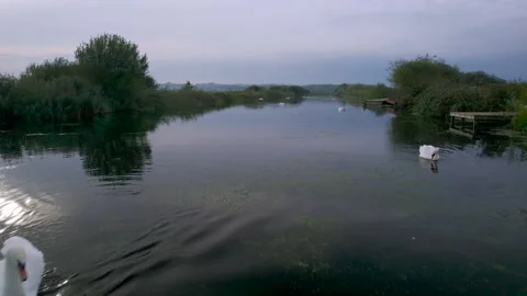 Mute Swans on the River Exe from a drone, Topsham, Exeter, Devon, England Video stock 162996480