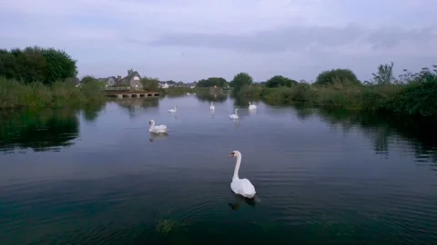 Mute Swans on the River Exe from a drone, Topsham, Exeter, Devon, England Stock-Footage 162996741