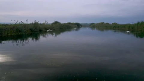 Mute Swans on the River Exe from a drone, Topsham, Exeter, Devon, England Stock Footage 162997346