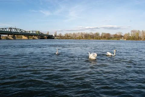 Mute swans is roaming in the river, composition by the danube river and nat.. Stock Photos