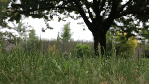 Mute Tree in the Distance and Front Grass Stock Footage 99792309