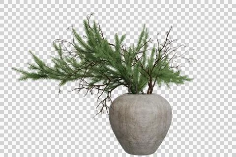 A muted gray, rounded vase holds a cluster of lush green pine branches Stock Photos
