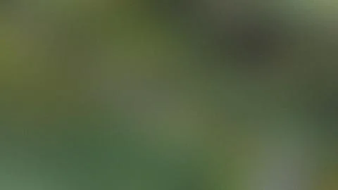 Muted Green Abstract Background With Subtle Texture gradient Stock Illustration