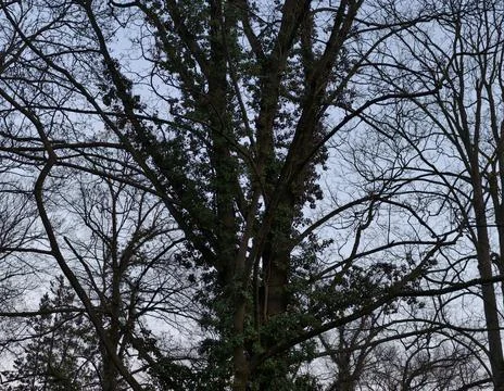 Muted Lighting Emphasizes Broad Tree Canopy And Interconnected Branches Aga.. Stock Photos