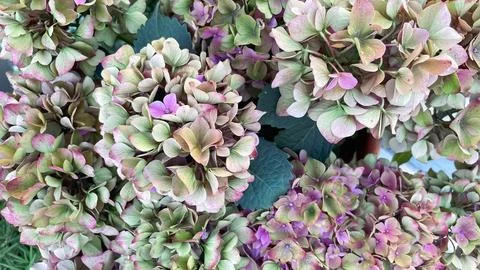 Muted pink and green hydrangea macrophylla flowers background pattern Stock Photos