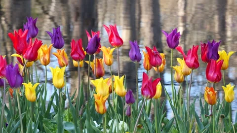 Muti-colored spring tulips in bloom Видео 269363337