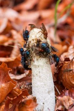 Mutinus Stock Photos