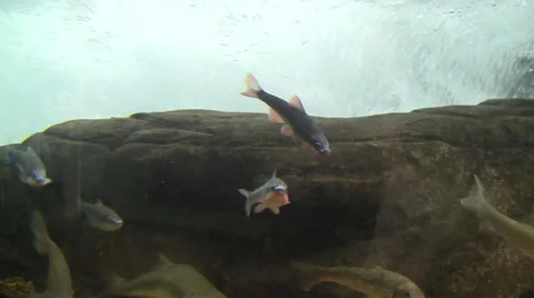 Mutliple small fish swim against the current in simulated stream silent Stock Footage 40715339