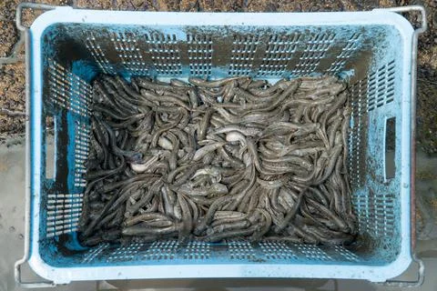 Mutsugoro or Mudskipper is in a plastic basket. Stock Photos