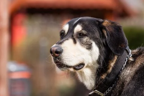 Mutt of alaskan malamute Stock Photos