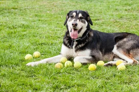 Mutt of alaskan malamute Stock Photos