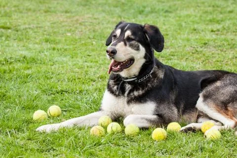 Mutt of alaskan malamute Stock Photos