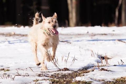 Mutt of border terrier Stock Photos
