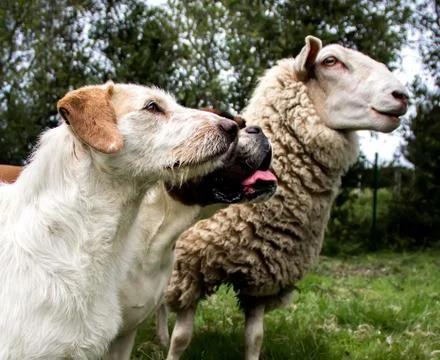 Mutt dogs Stock Photos